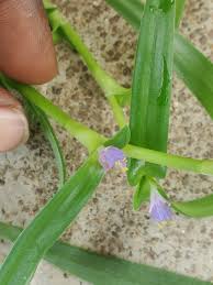 Image result for Cyanotis lanata