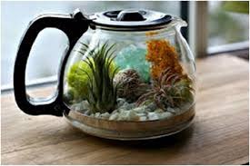 En Guzel Terraryum Fikirleri Terraria Teraryum Terrarium