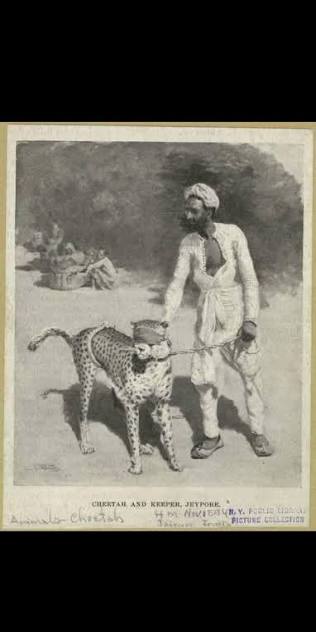 Cheetah used for hunting -India 1922 Cheetah cough leopard used for hunting India 1922