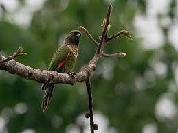 Yellow-Sided Green Cheek Conures (Everything You Need To Know)