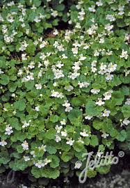 Image result for Toddalia simplicifolia