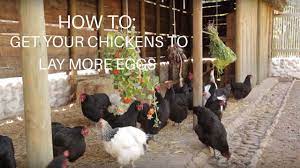 How many eggs to expect your chickens to lay? How To Get Chickens To Lay More Eggs Youtube