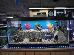 There are so many ways to make homemade aquarium decorations and we just scratch the surface with a few cool things to put in a fish tank. Girl Fish Tank Decorations Novocom Top