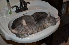 sink sittin sleepin & sippin kitties