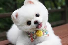 563 puppy pictures for sale. Little White Puppies Cheap Online