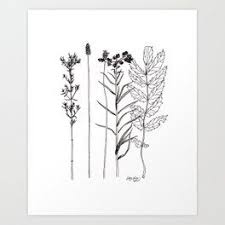 Wild Flower Nature Line Drawing Art Print Line Art Drawings Line Drawing Art Prints