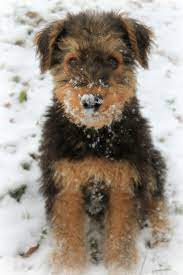 Airedale Terrier Puppy Puppyclasses Airedale Terrier Puppies Airedale Puppy Airedale Dogs
