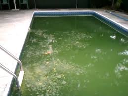 If you have never tried it, you must! How To Clean A Green Pool The Swamp In 3 Days Youtube
