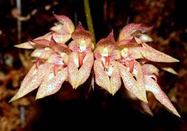 Image result for Bulbophyllum prorepens
