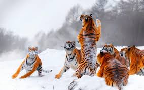 Allah swt juga menurunkan wahyu kepada rasul dalam bentuk mimpi. Mimpi Harimau Besar Apa Mimpi Harimau Apa Impian Harimau Di Rumah