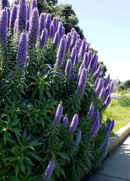 Image result for Echium
