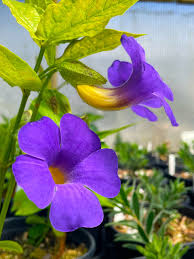 Image result for Thunbergia gossweileri