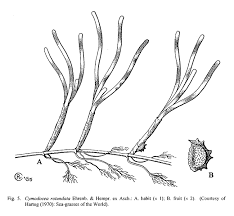Image result for Cymodocea rotundata
