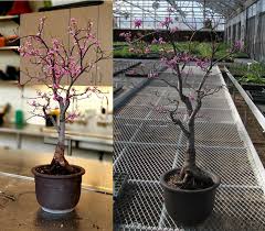 There are two different techniques: Cercis Canadensis Redbud Bonsai Ace Of Hearts Colorado Rocky Mountain Bonsai Suiseki