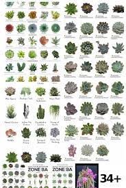 Download succulents and cactus images and photos. 34 Cactus And Succulents Names Ideas Cactus Ideas Names Succulents Succulent Names Succulents Cactus And Succulents