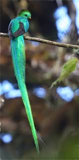 Birds With Long Tail Feathers Beautiful Birds Resplendent Quetzal Beautiful Incandescent Green And Blue Long Tail Feather Bird Colorful Birds Animals Beautiful Pet Birds