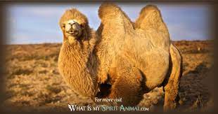 What do the four animals on the indian national emblem symbolize? Camel Symbolism Meaning Camel Spirit Totem Power Animal