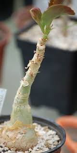 Image result for Cyphostemma lanigerum