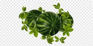 Daun tanaman melon berbentuk hamper bundar. Gambar Buah Semangka Buah Buahan Et Lxe9gumes Sayur Daun Melon Buah Png Pngwing