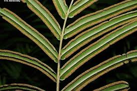 Image result for Pteris