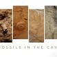 Guided Fossil Tour