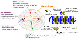 Molecules Free Full Text Mitotic Poisons In Research And Medicine Html