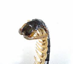 A similar device, commonly referred to as a shin crusher, squeezed the calf between two curved iron plates, studded with spikes, teeth, and knobs, to fracture the tibia and fibula. Giant Centipede The Australian Museum