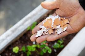 Finding different ways to use eggshells in your garden and around your home is one simple step towards a healthier, sustainable lifestyle. 5 Ways To Reuse Eggshells Vital Farms