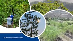 Encuentra las últimas noticias de día del árbol: 30 De Mayo Dia Del Arbol En Honduras Sitio Oficial Cocesna