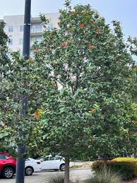 Image result for Geigeria brevifolia