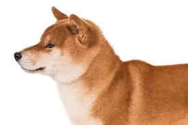ɕiba inɯ) is a breed of hunting dog from japan. Shiba Inu Dog Breed Information