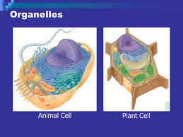 Maybe you would like to learn more about one of these? Cells Cell Structures 9th Grade Science Cell Structures Animal Cell Plant Cell Ppt Download