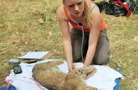 However, no one should ever attempt to touch or handle a wild bobcat or her kittens. 6ydxsdz1rvwjvm