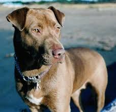 Please contact us for more information. Lab Pei Dog Breed Information And Pictures