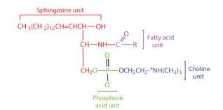 Text: Review Module A Which Statement Must Be Mentioned In Explaining Why  Amphipathic Molecules Line Up At A Water Surface? Polar Groups Repel Water.  Polar Groups Attract One Another. Properties Of Water
