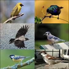 • diet • size • type of feet • beak • if they are/are not a songbird move the lines and boxes below to create your cladogram. Passerine Wikipedia