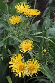 Image result for Inula mannii