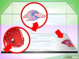 Once you've successfully added them to your tank, then they will most likely go on to live a long and happy life. How To Have A Happy Betta Fish With Pictures Wikihow
