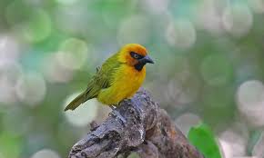 Image result for Pycreus nigricans