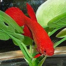 Choosing Plants For Your Betta Tank Betta Tank Betta Betta Fish
