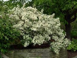 Pruning a 'tina' can be a little like playing with a rubiks cube since its branches want to grow toward every direction on the compass! Sargent Tina Crabapple