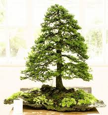 Bonsaiausstellung Im Botanischen Garten Munchen Nymphenburg 4 Botanischer Garten Munchen Garten Munchen Botanischer Garten