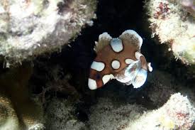 Image result for Lepidagathis randii