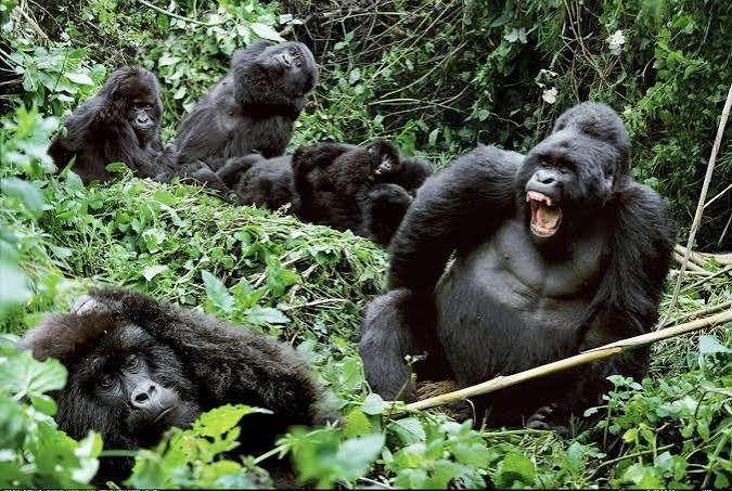 14 Days Kenya and Uganda Gorilla Combo