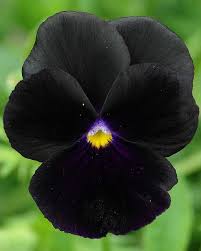 We did not find results for: Pin On Design Flowers