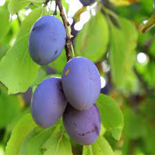 Maybe you would like to learn more about one of these? Caring For Fruit Trees In Summer Basic Care For Pip Stone And Berry Fruits