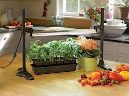 Let's say you are growing in a 5' x 5' grow space. Best Light For Growing Plants Indoors Hgtv