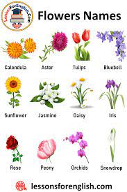 In this lesson, you will learn a helpful list of flowers with esl pictures and example sentences in english to expand your 100 Flowers Names And Definitions Lessons For English