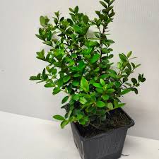 Image result for Myrsine africana