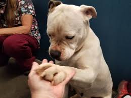 Lonely Gracie Just Wants To Cuddle Up In Someone S Lap But No One Has Come Forward To Help According To The Ruin Cr Animal Shelter Animal Rescue Dog Adoption